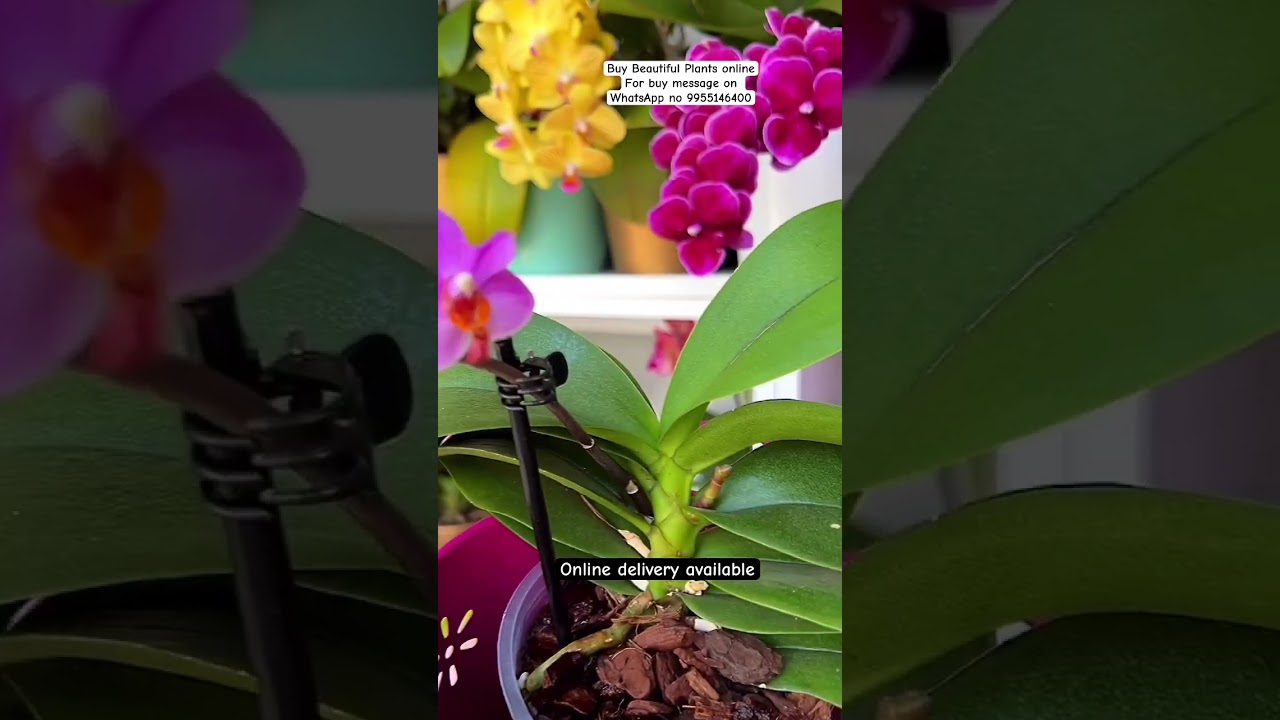 Buy Rare Orchid Plant Online 