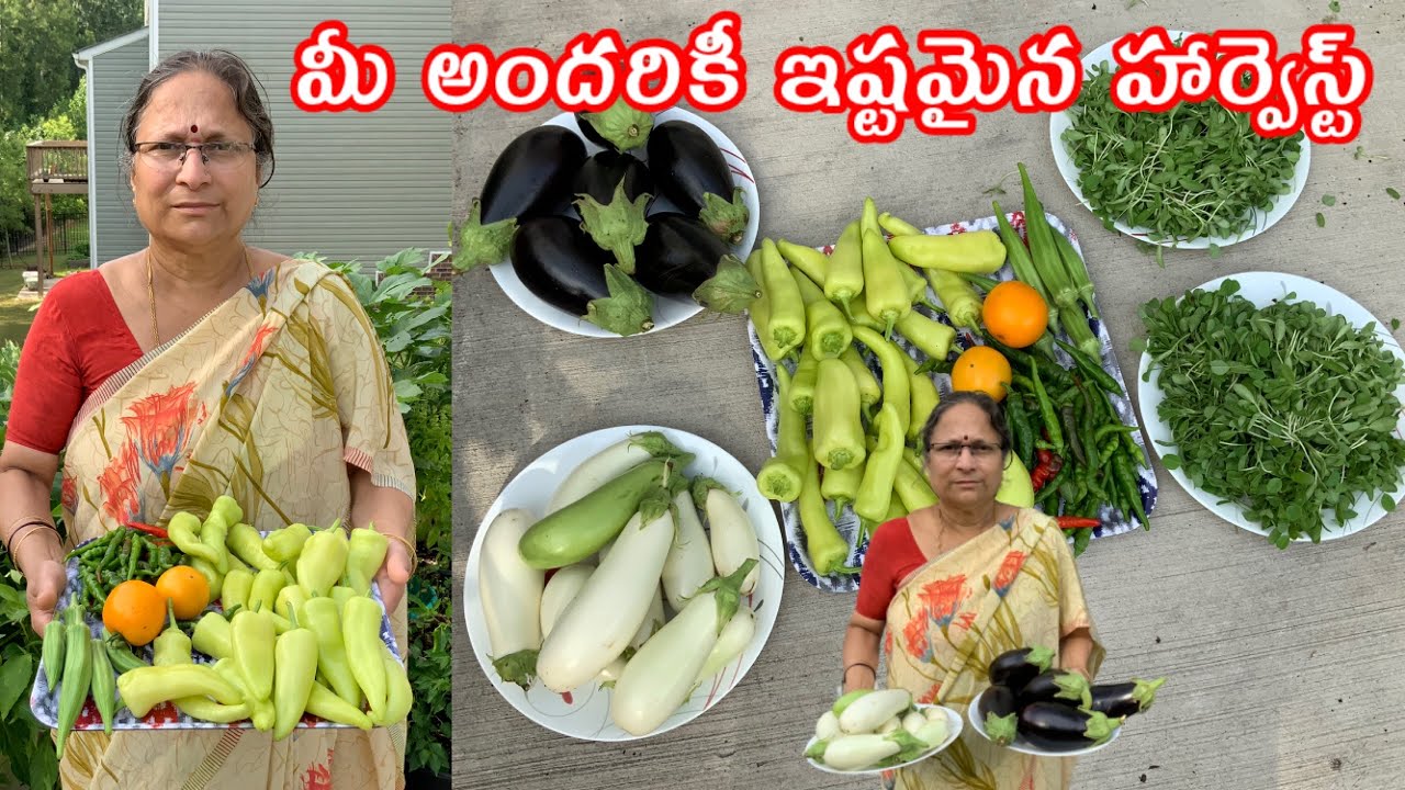 Your Favourite Harvest || అమెరికాలో కుండీలలో నేను పండించి  కోసుకున్న కూరగాయలు