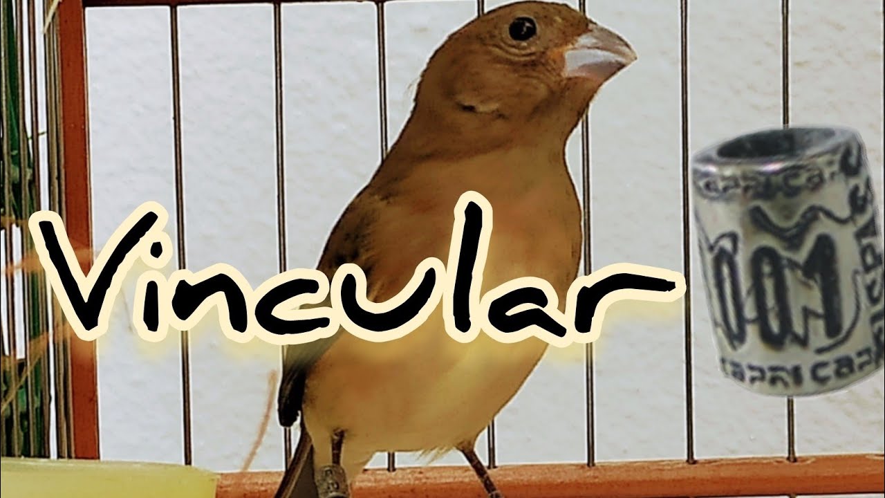 VINCULAÇÃO ANILHAS sispass