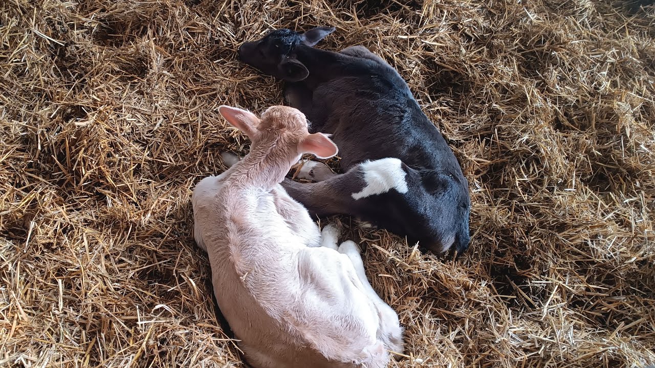 Kosa TV i live na pełnej 👌😎