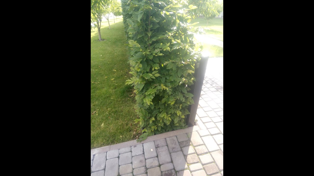 ИЗГОРОДЬ ИЗ ГРАБА.  Посадка и первая стрижка.