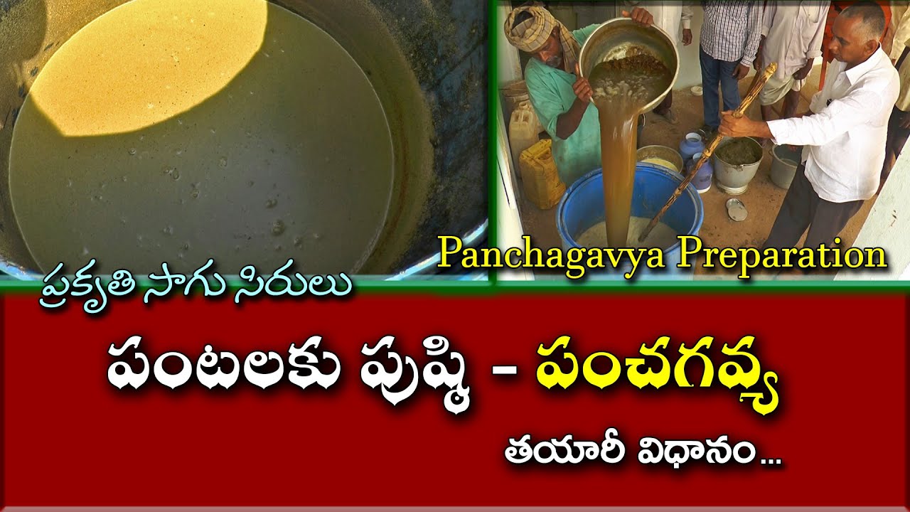 పంటలకు పుష్ఠి "పంచగవ్య" -  తయారుచేస్తే 6 నెలలు వాడుకోవచ్చు|| Panchagavya Preparation -Karshaka Mitra