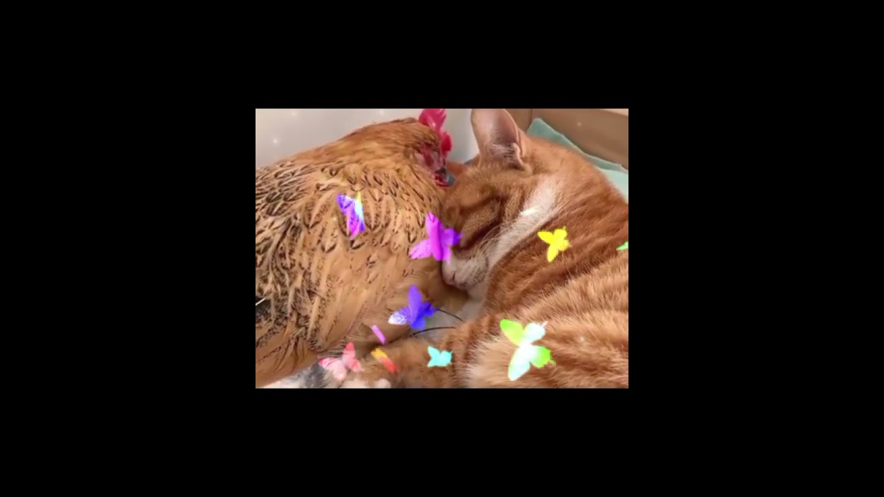 That's what friends are for.... sweetpets