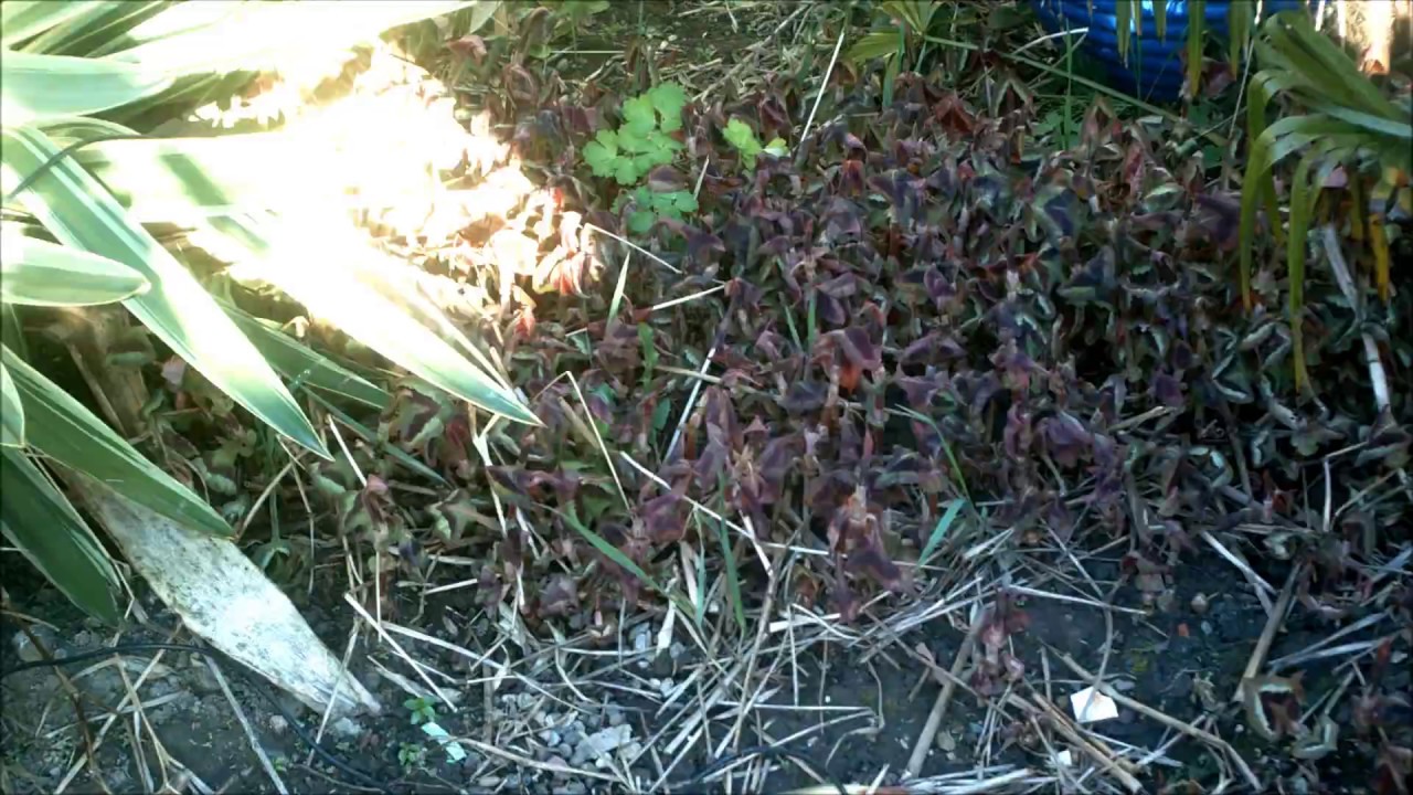 Persicaria Purple Fantasy timelapse