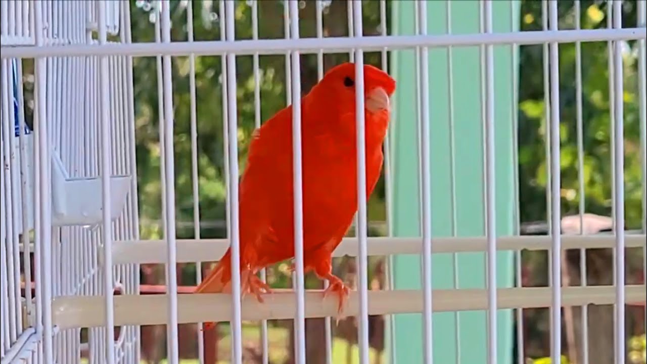 نداء أنثى الكناري لتجهيز الذكر للتزاوج Canário Belga. canary singing training
