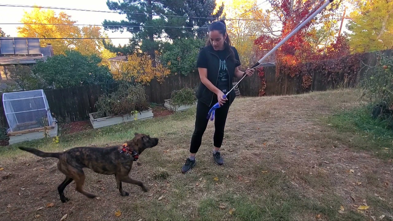Flirt Pole for Dogs - How to Use it Safely for Exercise, Fun, and Training.