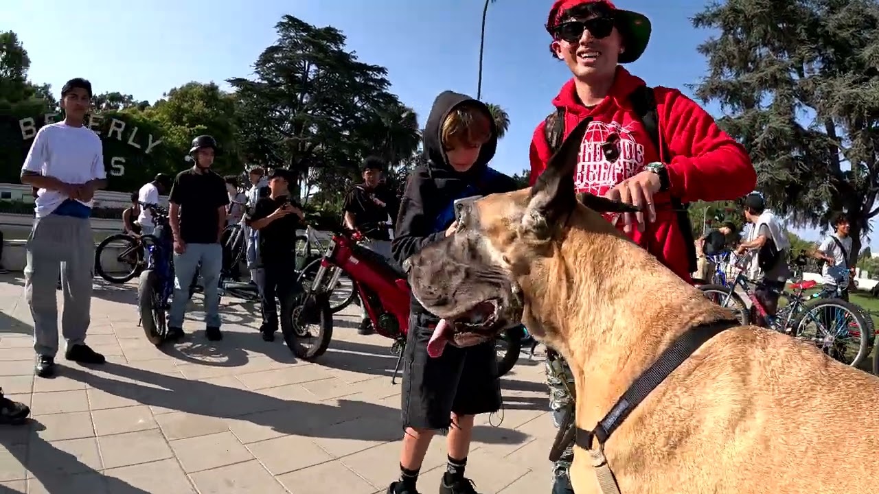 Cash 2.0 Great Dane on Rodeo Drive in Beverly Hills 91