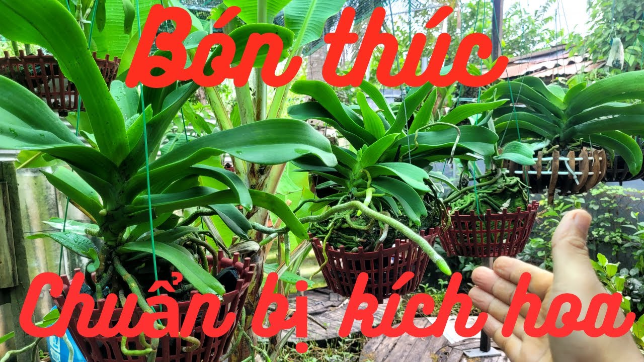 Bón Thúc Giữa Năm Lan Đai Châu Chuẩn Bị Kích Hoa - Mid-Year Feed for Rhynchostylis gigantea