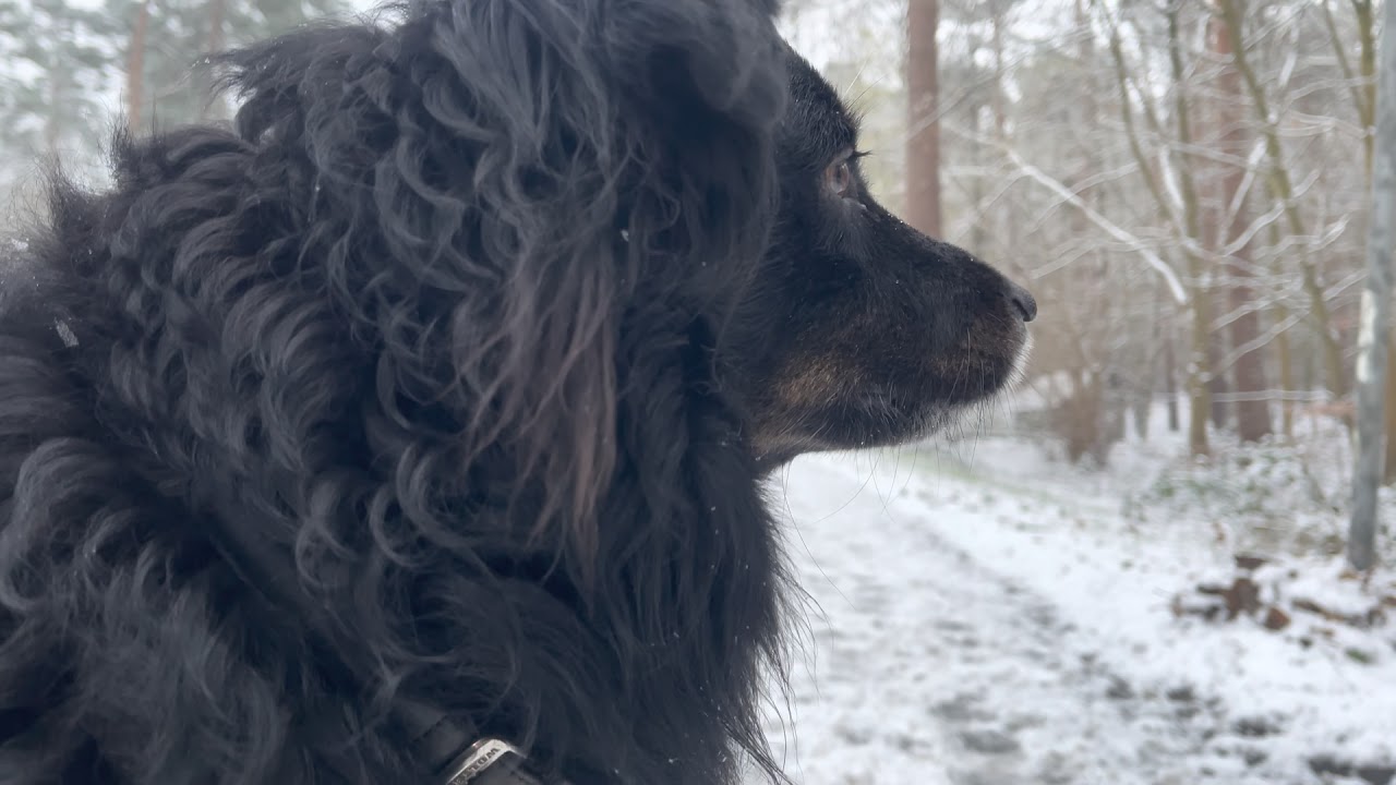 Schnee in Troisdorf - Nicht wahr, oder?