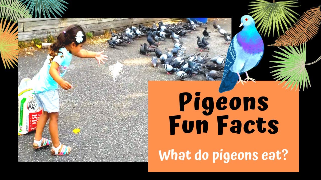 11 Amazing Facts About Pigeons For Kids| Feeding Pigeons| Learn About Birds Preschool