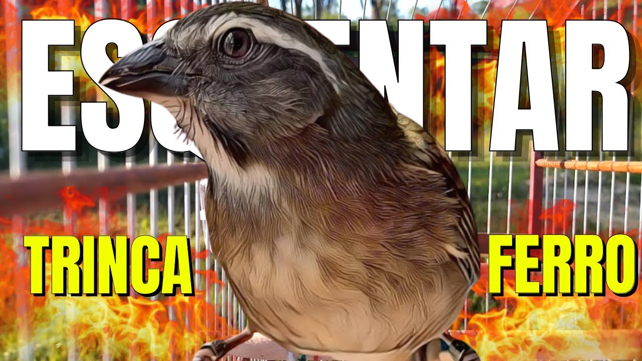 Melhor Trinca Ferro para Foguear e Esquentar Trinca Ferro