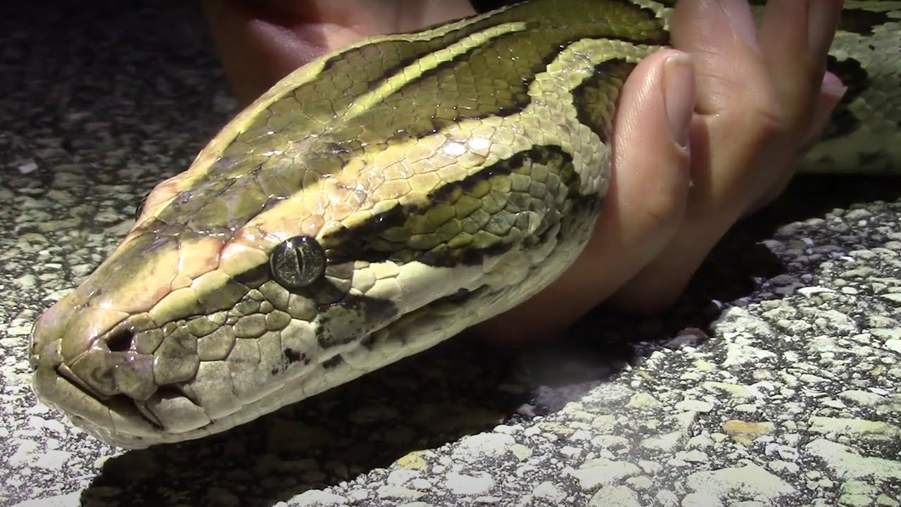 Capturando una PITON BIRMANA! El invasor mas PELIGROSO de los Everglades