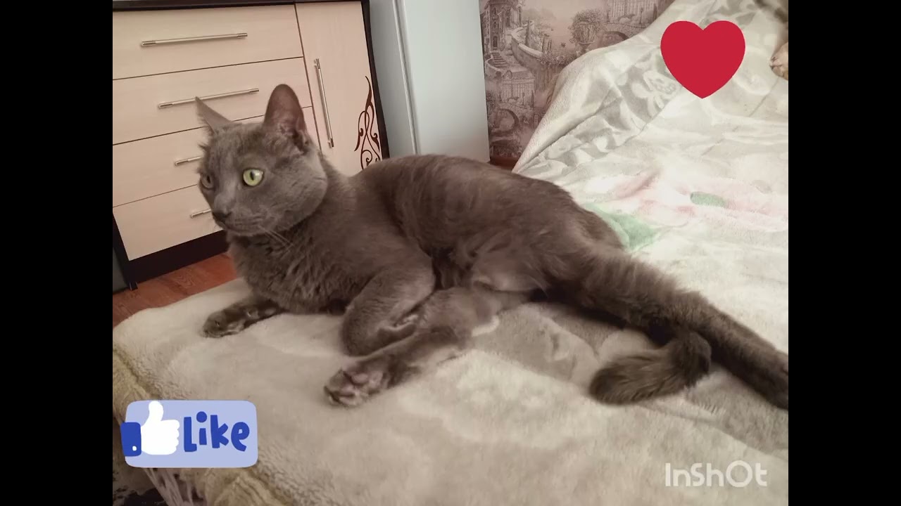 Любовь моя