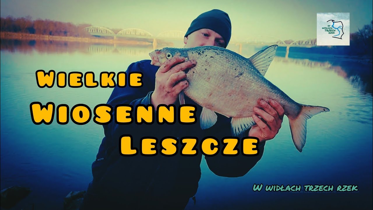 GUBE LESZCZE Z WISŁY - CZĘŚĆ DRUGA.