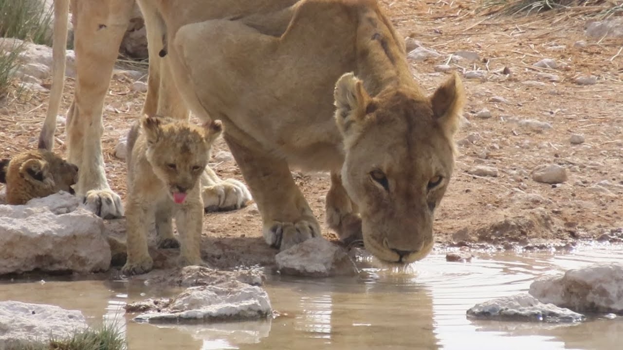 Would her pride help her ???   #africa #lioness #lioncub #lions #wildlife #wildlifephotography