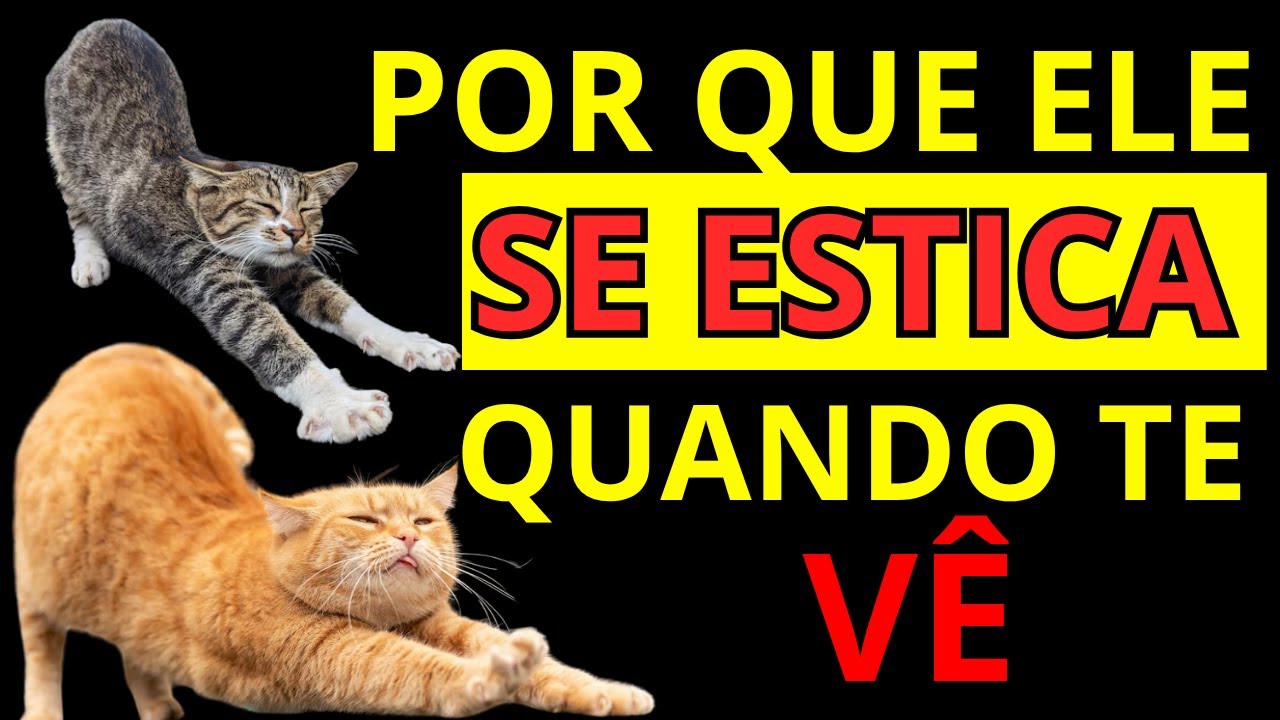 POR QUE O SEU GATO SE ESTICA QUANDO TE VÊ