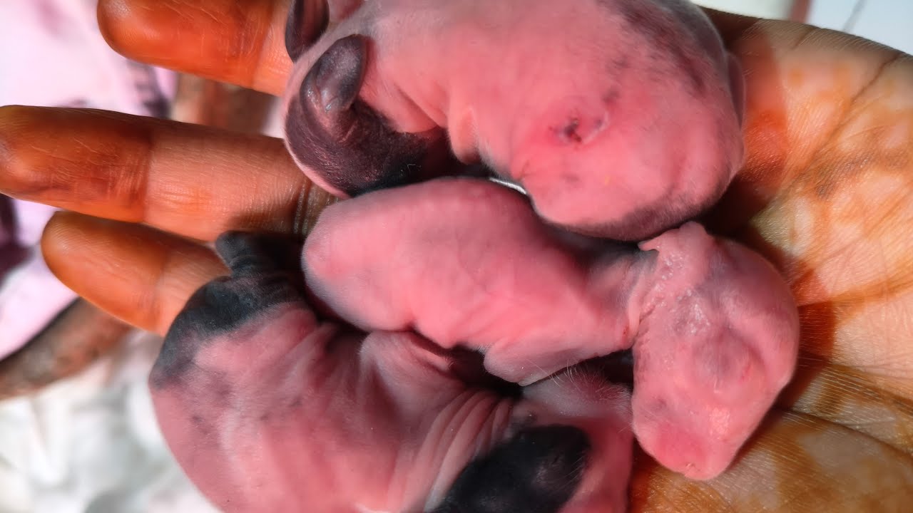 Baby rabbits feeding milk from their mother | 1 week old baby bunnies 4K live video