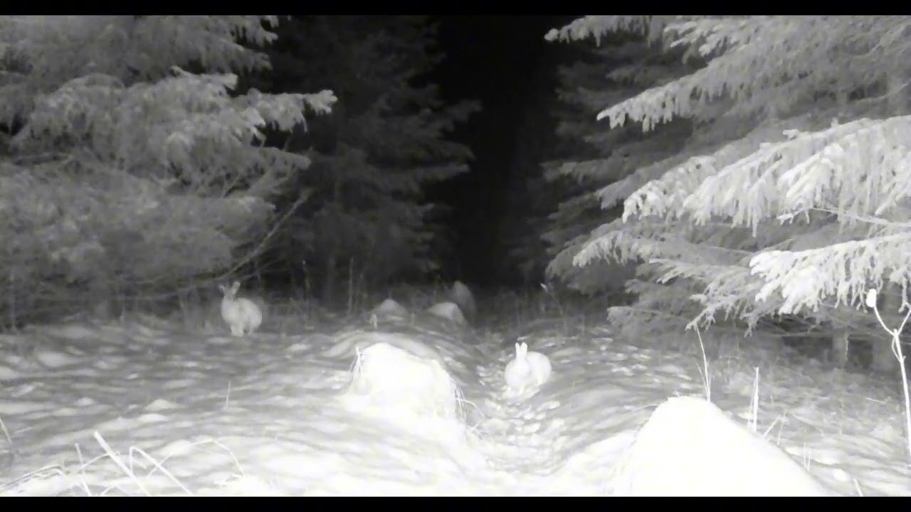 Зайцы, лиса, кабан и зимний лес в объективе фотоловушки