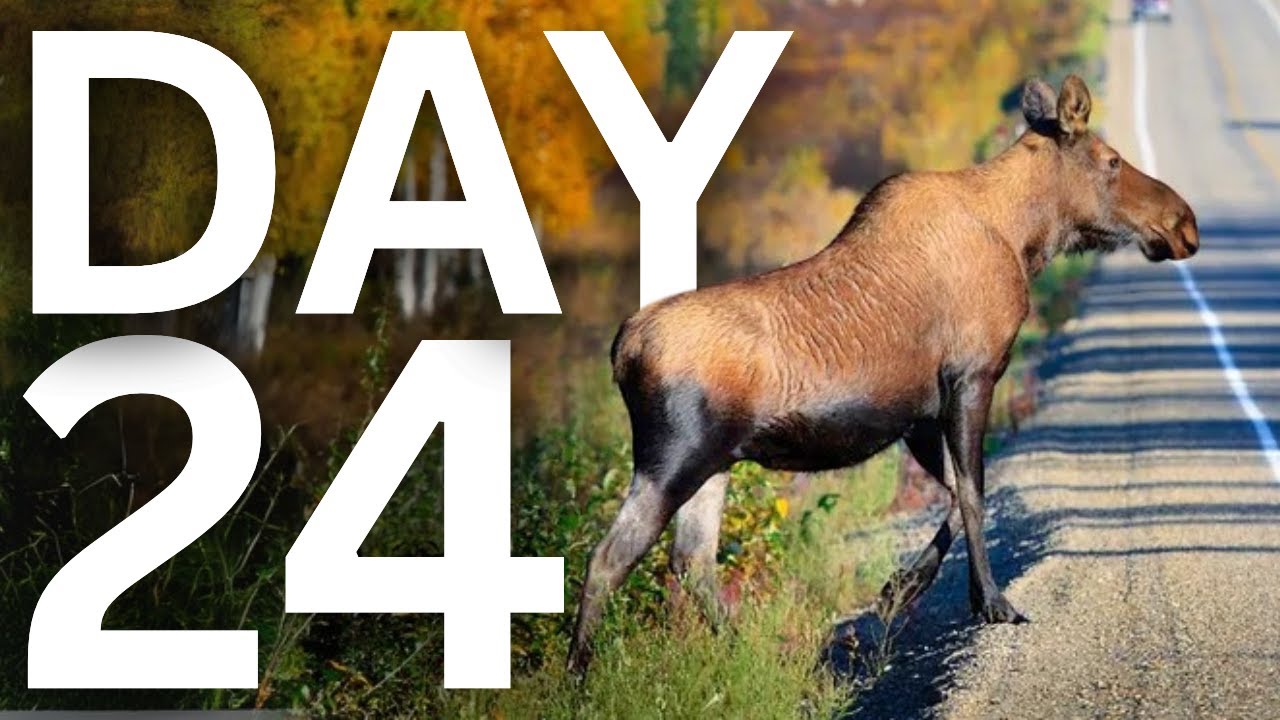 Live Webcam: The Great Moose Migration 2025 (Den Stora &Auml;lgvandringen) DAY 24