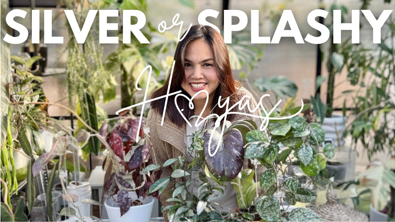 Must-Have Silver & Splashy Hoyas! ✨🌿
