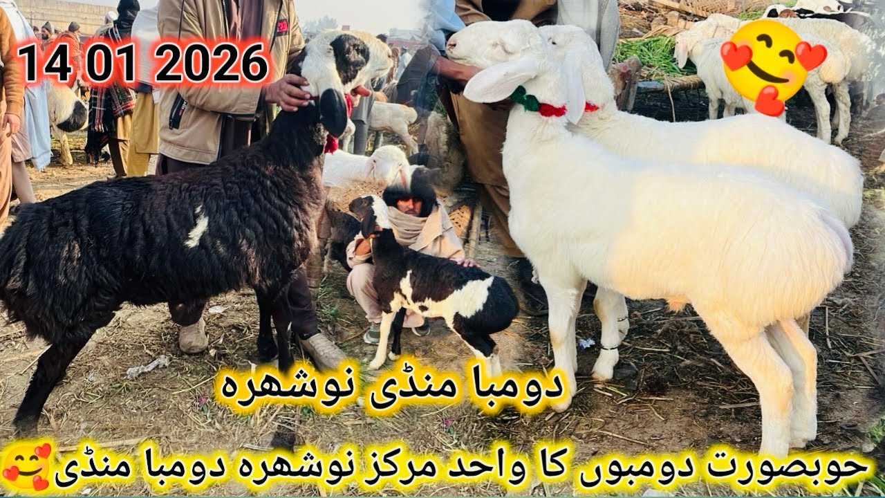 Hubsurat Dumbo Ka Wahid Markaz Dumba Market Nowshera l Nowshera Dumba Market Latest Update 14 1 2026
