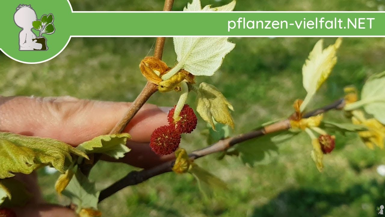 Ahornblättrige Platane - Austrieb & Blüte - 14.04.18 (Platanus) - Baum-/Strauch-Bestimmung
