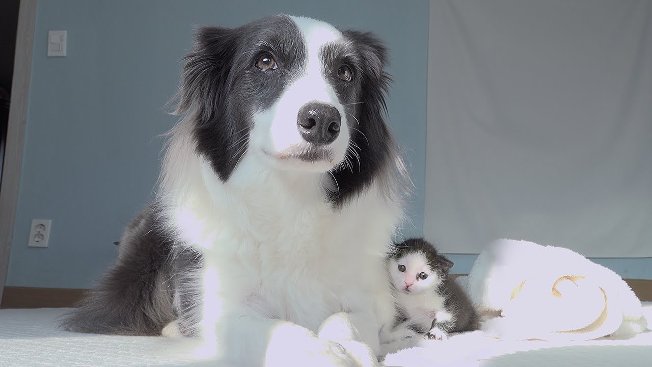 Rescued Tiny Kitten and Border Collie Become Best Friends in Just 10 Days