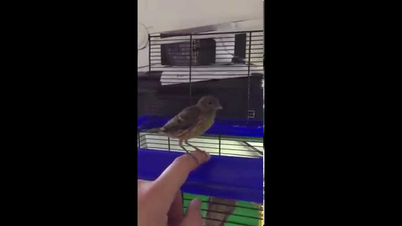 I miei canarini verdi allevati a mano e quasi svezzati