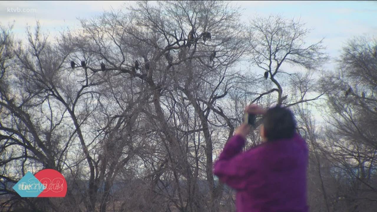Get to Know Idaho: The Wendell Eagle Tree
