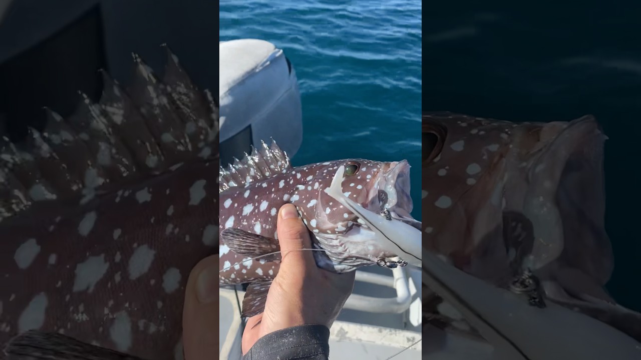 Rankin Cod! The cow of the ocean! 