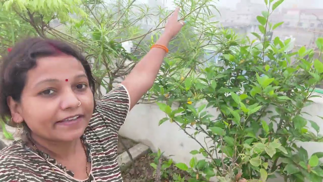आज मै छत पर आ कर बहुत खुश हो गई 😱😍#viralvideo #garndening #flowers #youtubevideo @sanjanacomdey1792🙏