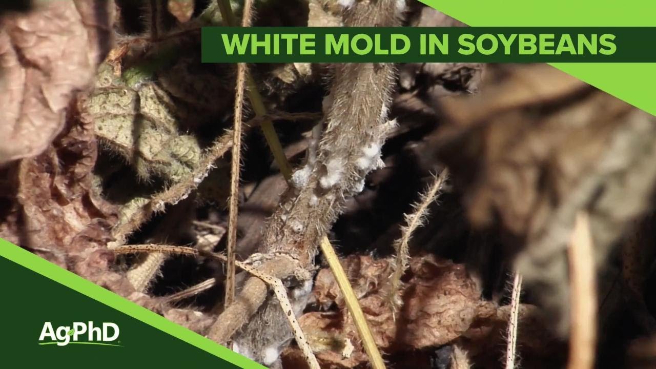 Sclerotinia White Mold #1085 (Air Date 1-20-19)