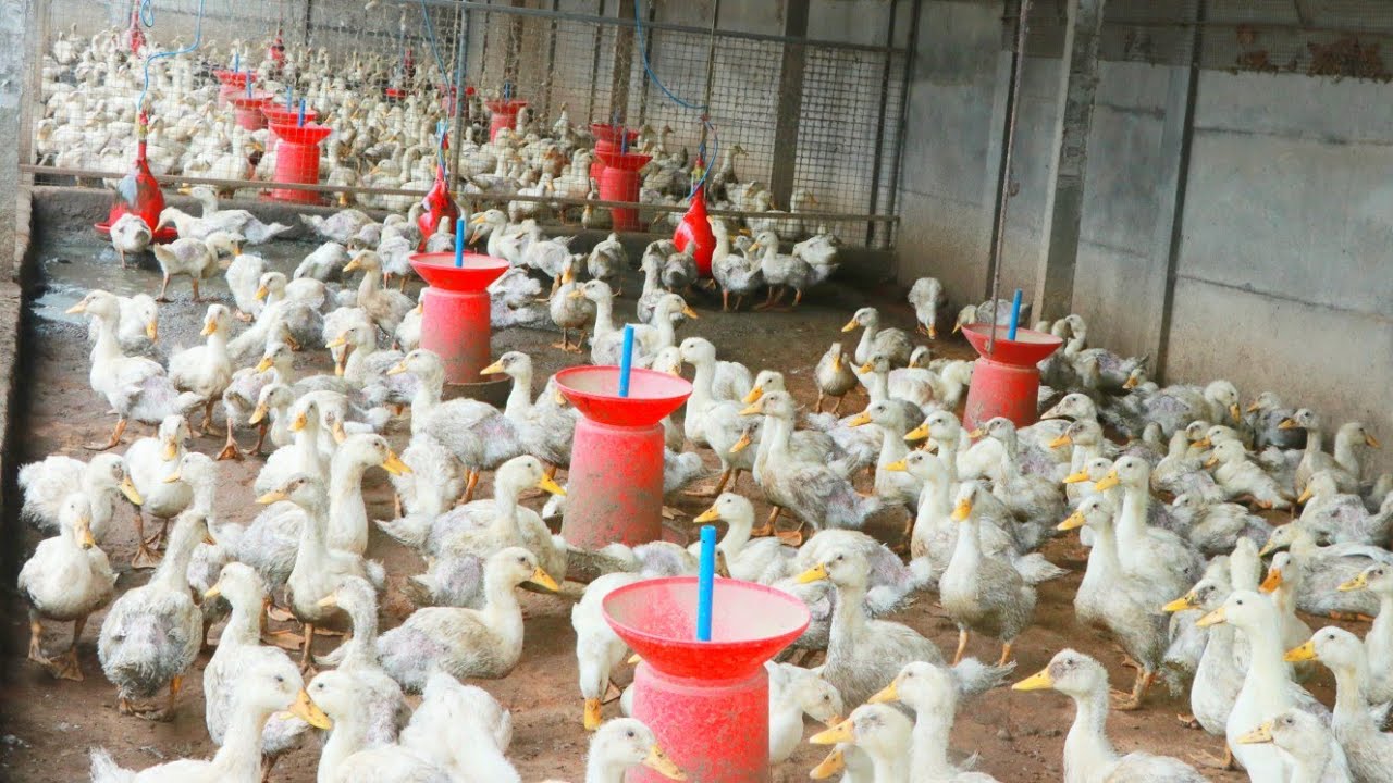 ഇറച്ചി താറാവ് വളർത്തൽ | Broiler duck farming in palakkad