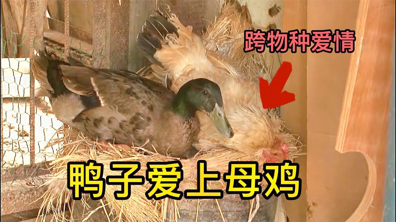 公鸭爱上了小母鸡，爱的太疯狂，跨越种族的爱情他们会有结果吗？