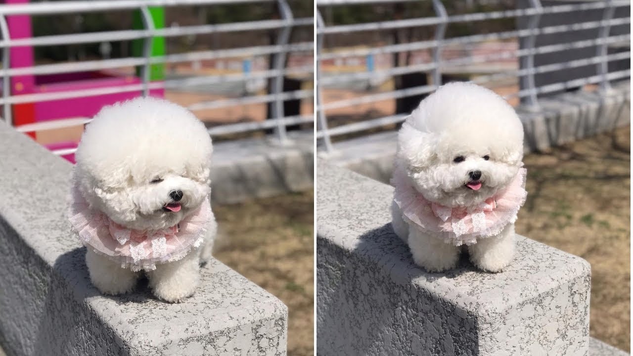 Mini Bichon - Cute Bichon Frise - Bichon Frise - Bichon videos Compilation #2