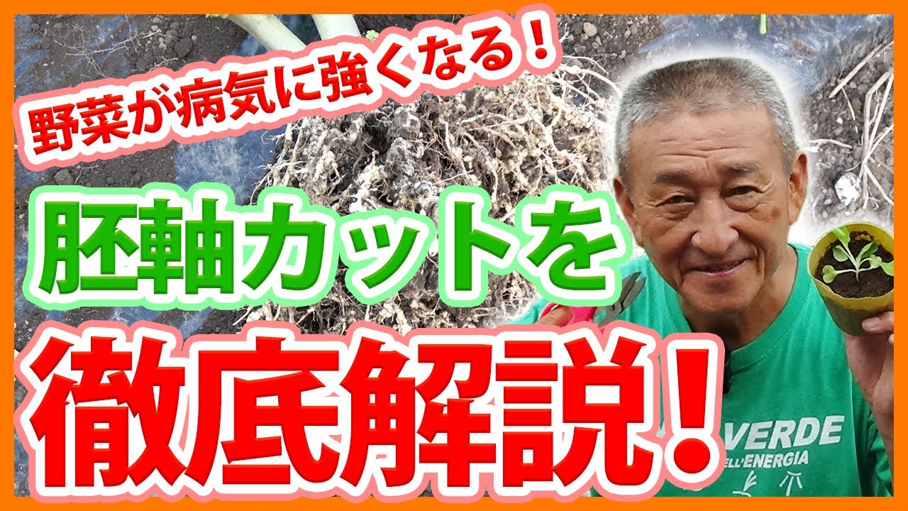 家庭菜園や農園の秋冬野菜栽培で野菜が病気に強くなる！胚軸カットのコツや白菜栽培の裏技を解説！/Tips for growing plants that are resistant to disease