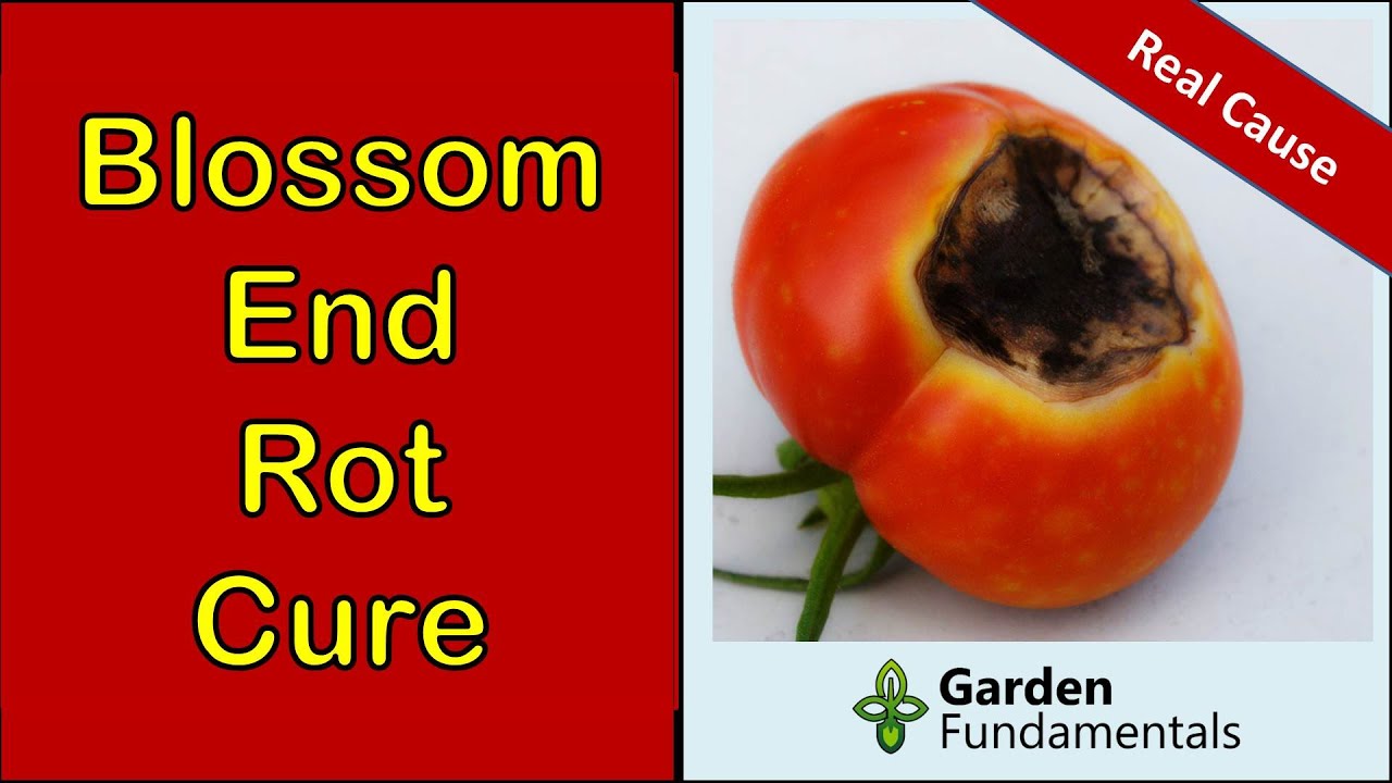 Blossom End Rot 🍅🍅🍅 The Real Cause and What to Do About It