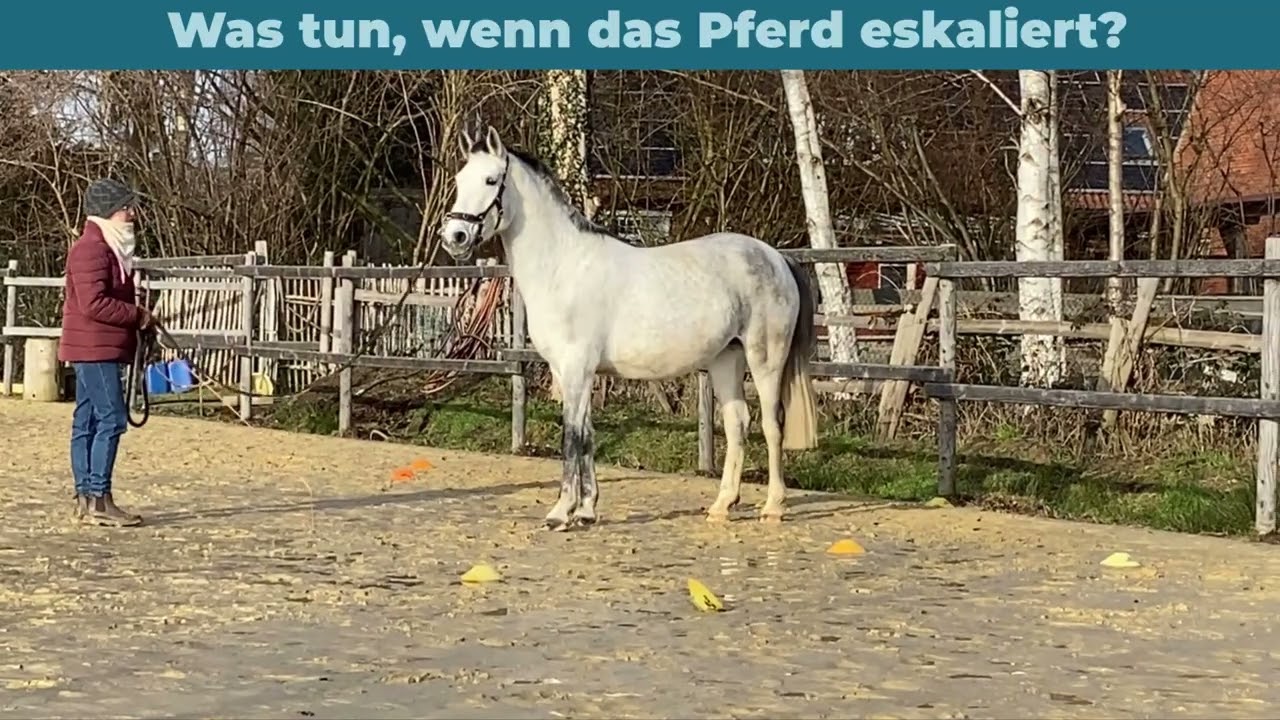 Eskalation beim Jungpferd: So beruhige ich mein Pferd ohne Gewalt Bodenarbeit