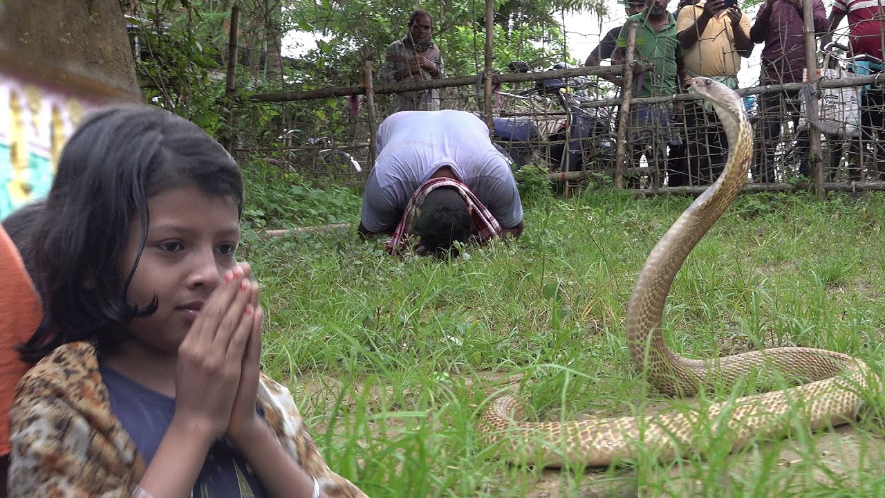पूजा घर में छुपा था बेहद खतरनाक और आक्रामक कोबरा साँप – देखो आगे क्या हुआ Spectacled Cobra Rescue