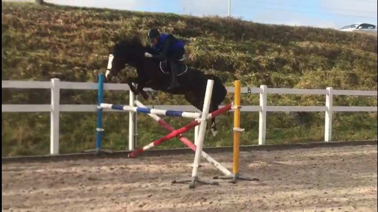 Malic du Bosquet☀️ Entraînement de saut automne 2019/Springkurs Herbst 2019