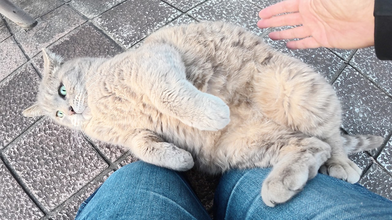 丸々と太ったトトロ猫ちゃんがゴロンゴロンと転げ回って甘えてきた