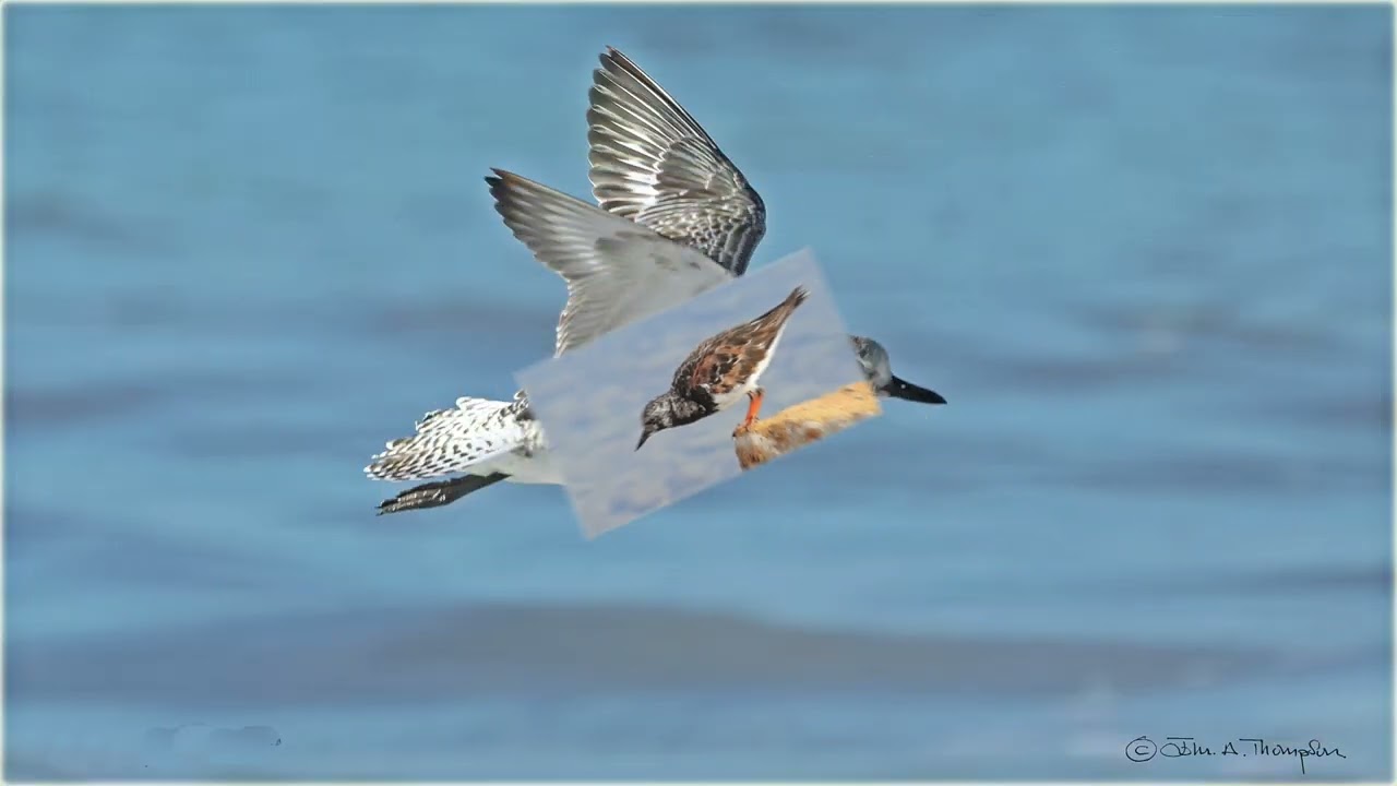 Coastal Birding Trip – Lo Pagán, SpainMediterranean Coast  - 24 December 2025