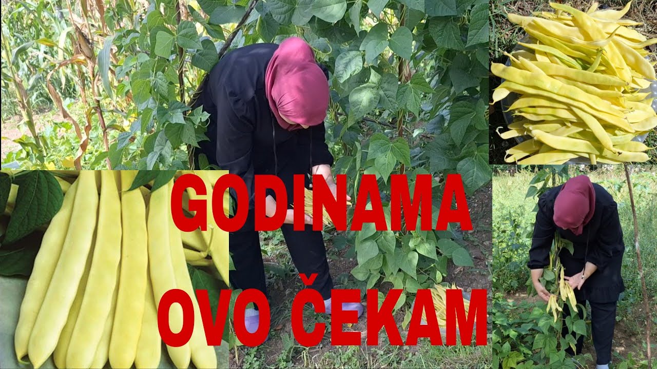 Uz Božiju pomoć dočekali smo‼️Uvjek ću ovo sjeme sijati,pa nemogu vjerovati😯ELHAMDULILLAH🤲