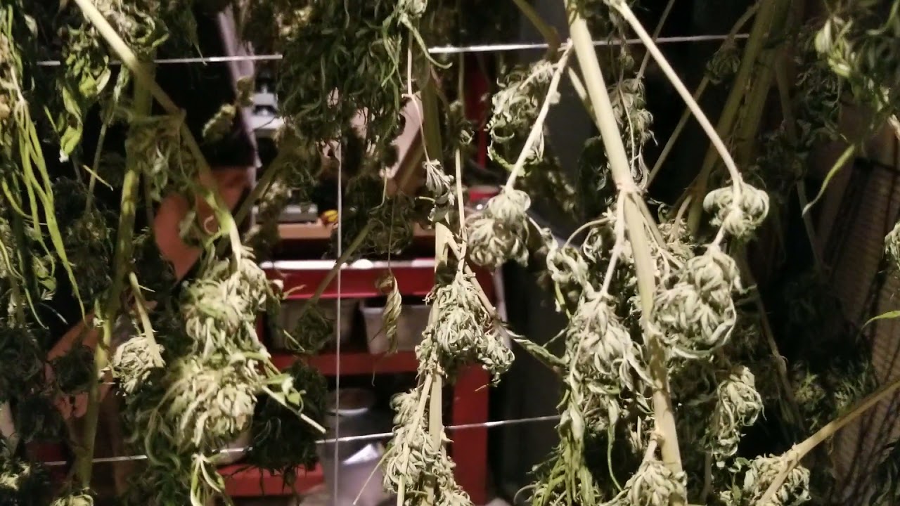 Debudder for the Win!