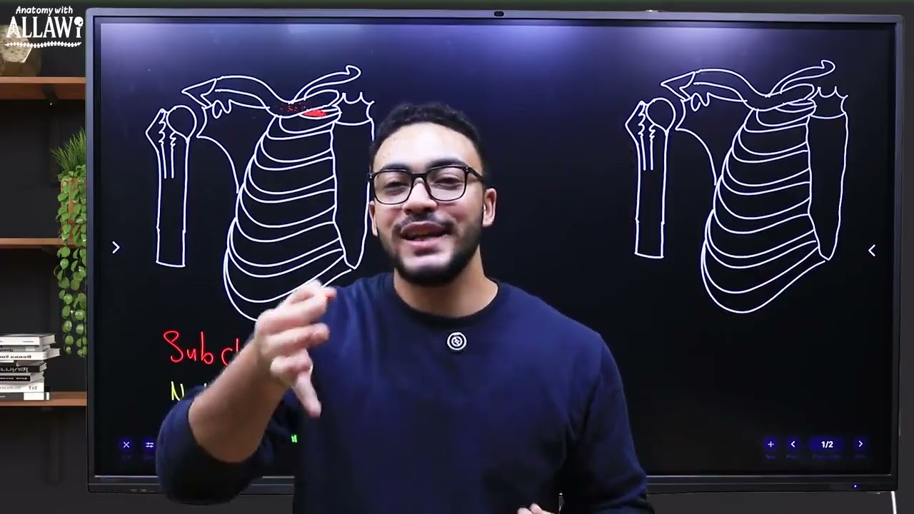 Revision (pectoral Region- Scapular Region- Axilla)