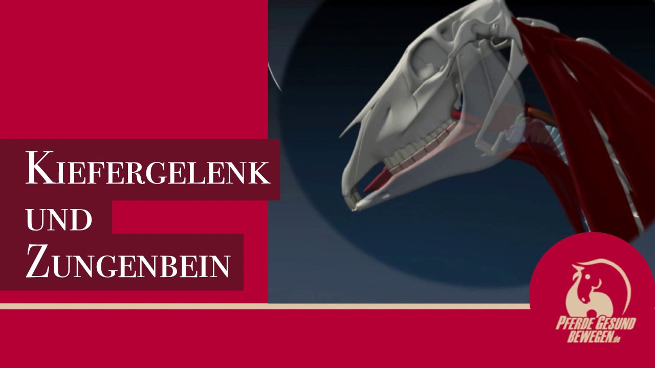 Kiefergelenk und Zungenbein - Bedeutung des lockeren Kiefers für die Losgelassenheit des Pferdes