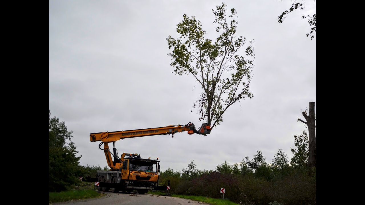 Albach Fällbach:  Boomvelling Rhenen