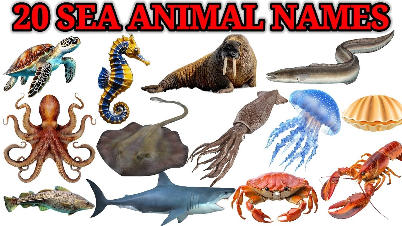 20 Sea Animals Names for Kids | Learn Ocean Animals in English | Educational Video