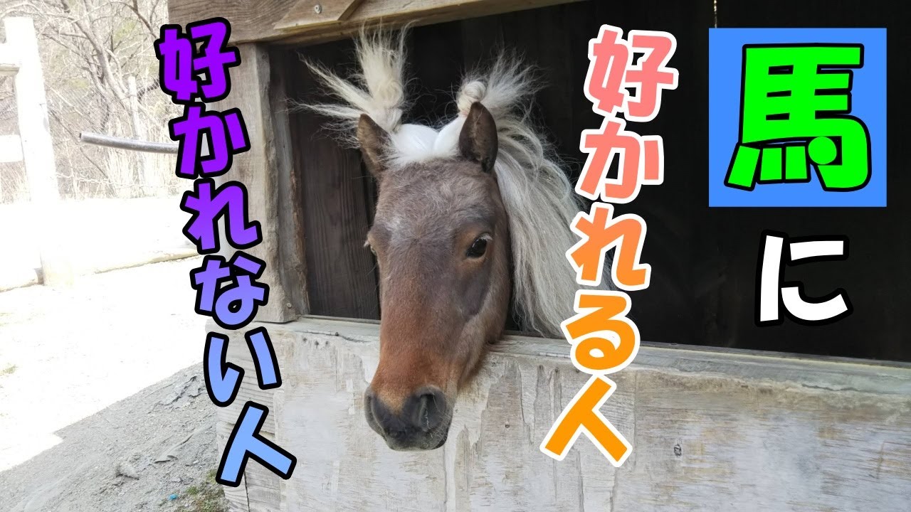 馬に好かれる人はこんな人です。(背景も合わせてお楽しみください。)