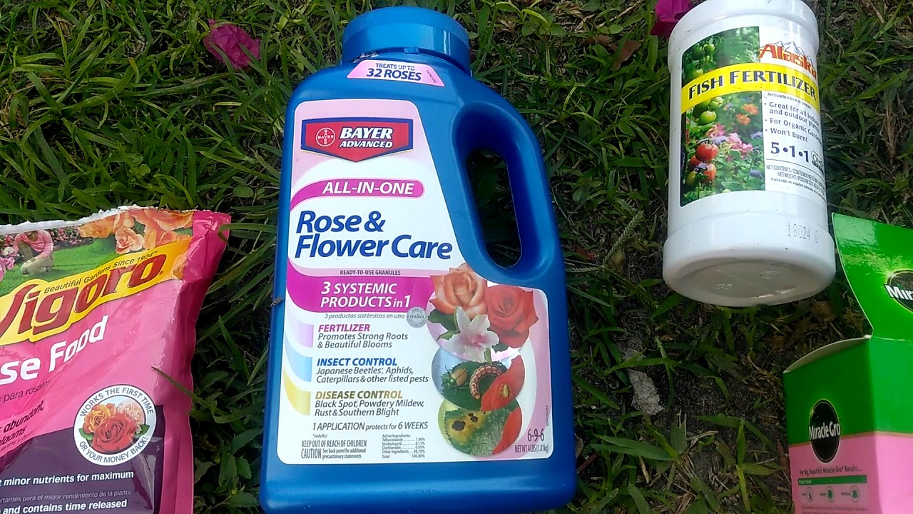 How to Fertilize Roses for Big, Beautiful Blooms